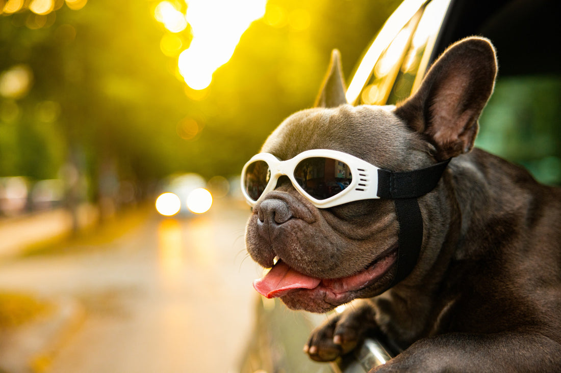 French Bulldog 101: The Ultimate Guide