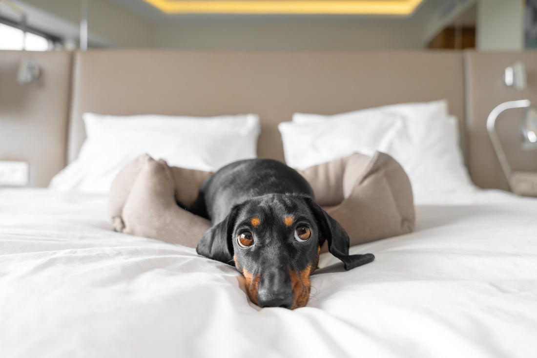 The Long and Short of it: A Dachshund Owner’s Guide