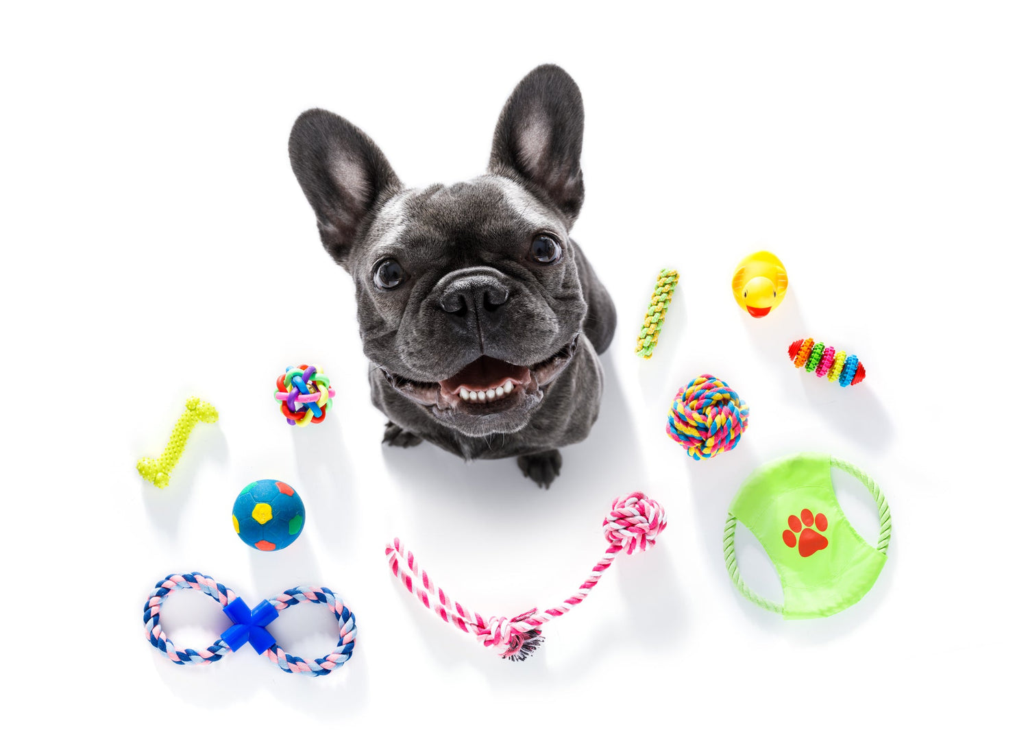 Must haves for Dogs